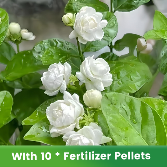 ✨🌸 Jázminmagok (trágyával): aromás és könnyen termeszthető🍃