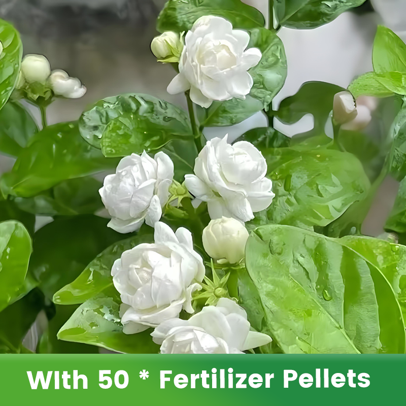 ✨🌸 Jázminmagok (trágyával): aromás és könnyen termeszthető🍃