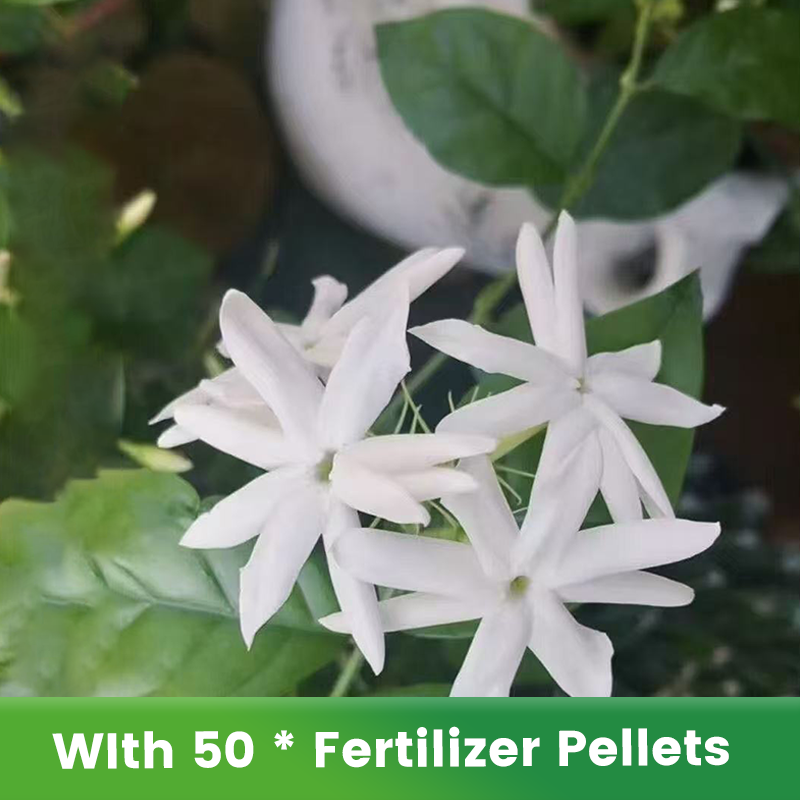 ✨🌸 Jázminmagok (trágyával): aromás és könnyen termeszthető🍃