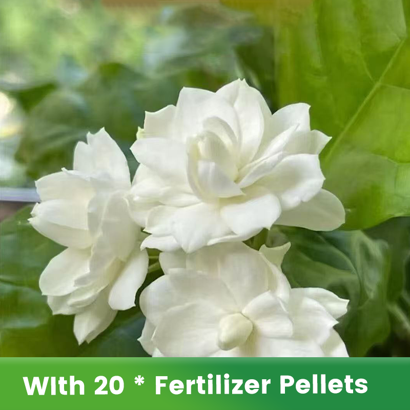 ✨🌸 Jázminmagok (trágyával): aromás és könnyen termeszthető🍃