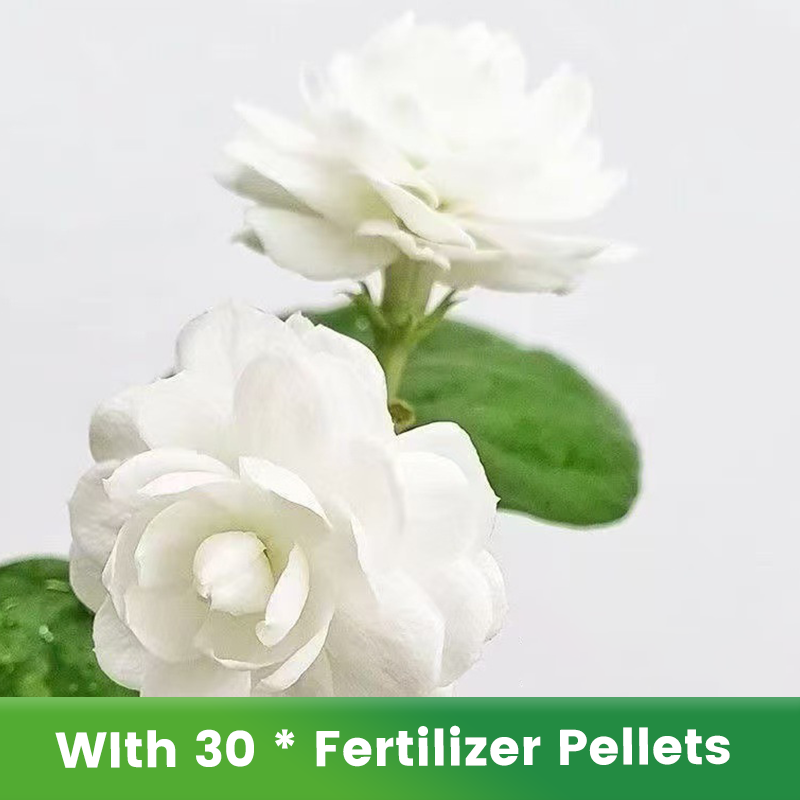 ✨🌸 Jázminmagok (trágyával): aromás és könnyen termeszthető🍃