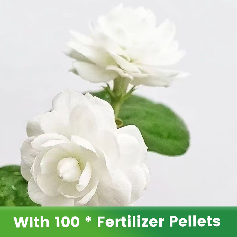 ✨🌸 Jázminmagok (trágyával): aromás és könnyen termeszthető🍃