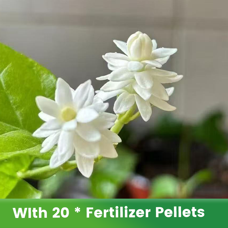 ✨🌸 Jázminmagok (trágyával): aromás és könnyen termeszthető🍃