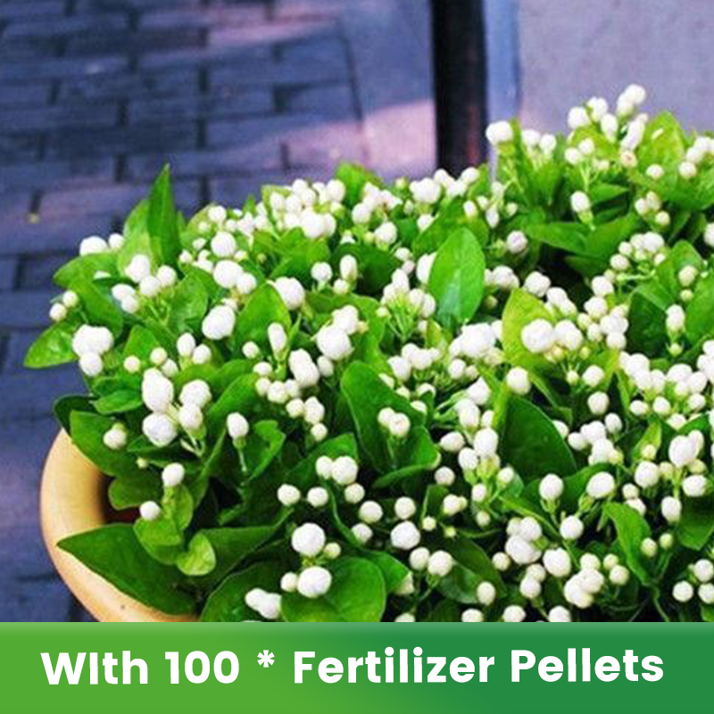 ✨🌸 Jázminmagok (trágyával): aromás és könnyen termeszthető🍃